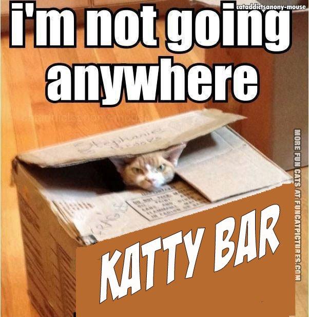 funny-cat-picture-im-not-going-anywhere-and-neither-is-the-box.jpg.ec44a7b8f23dc3b101f32ae552aea9f0.jpg