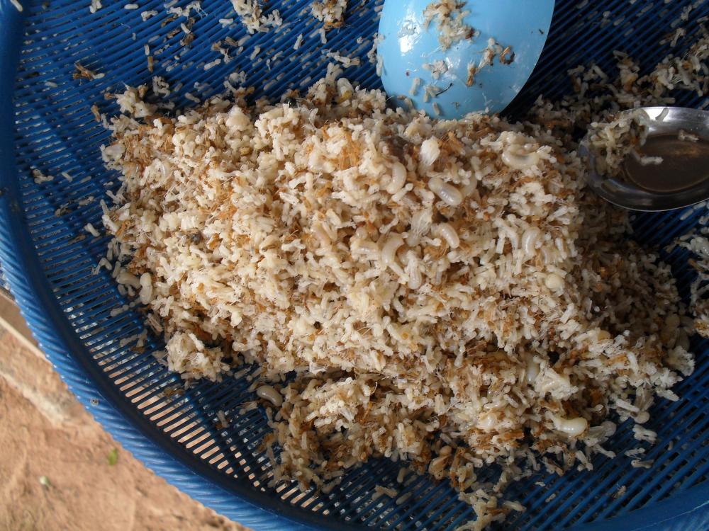 Ants Eggs Road side stalls central Thailand.jpg