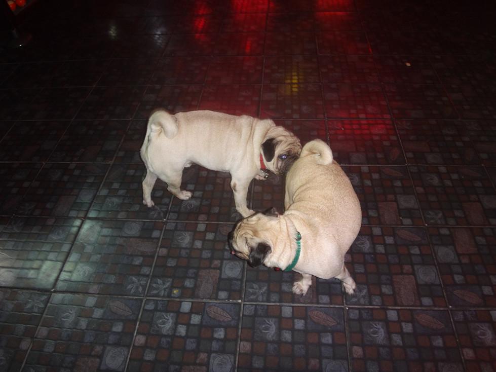 hornypugs03.jpg.32f00f7b1edbc6cd73a85e4966170bf8.jpg