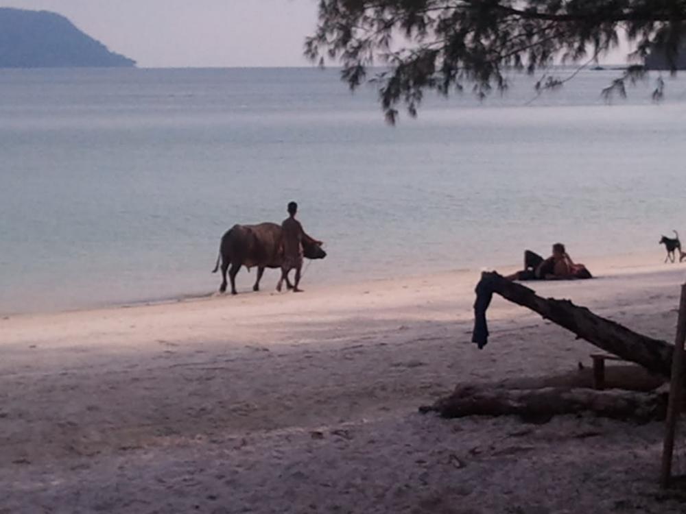 Koh Rong Waterbuffalo.jpg