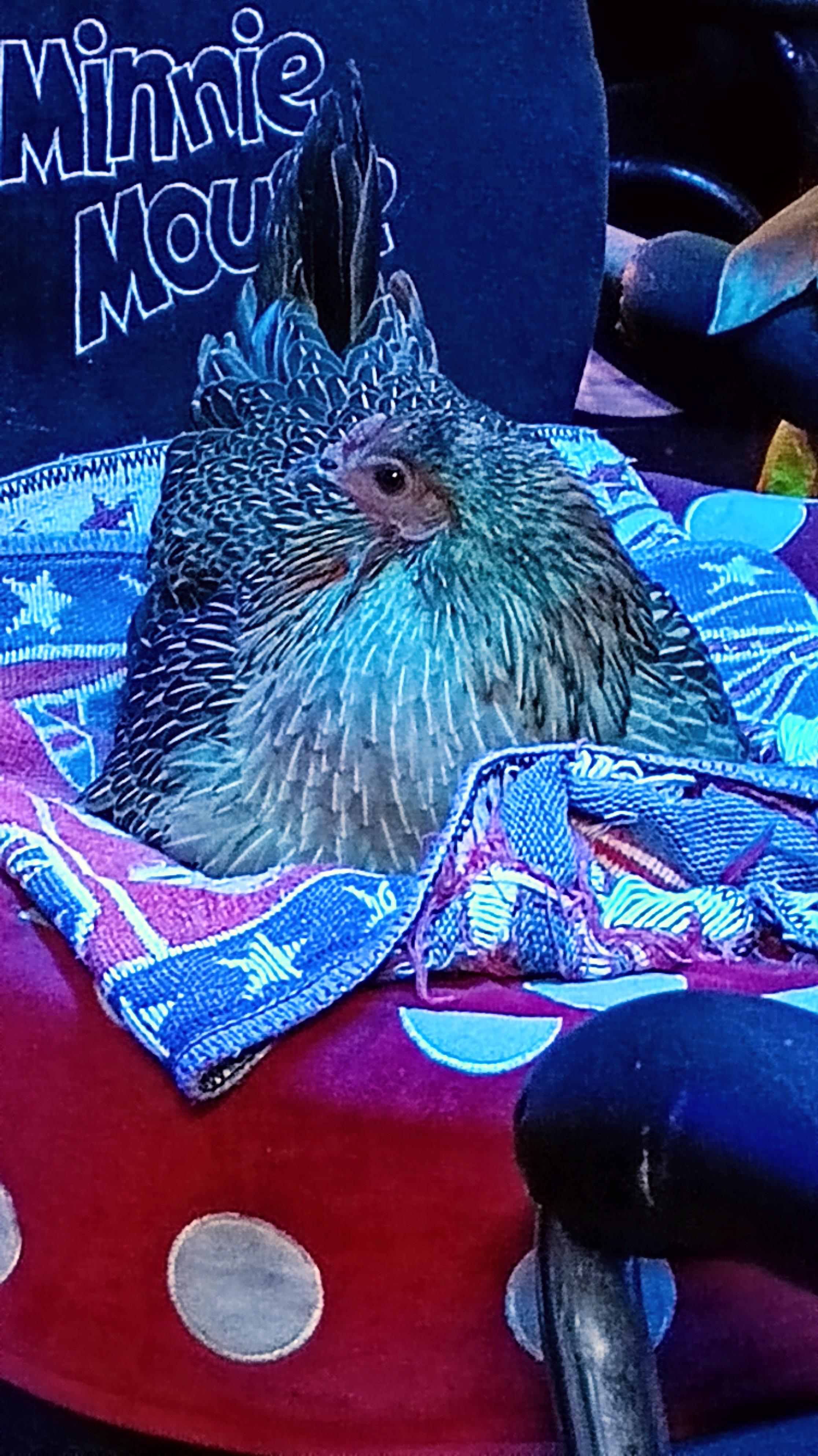 Chick1.jpg.db2aa6b239d012c2bc36f0a1122136d4.jpg