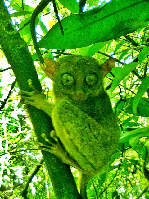 Tarsier3.jpg.6c5e7a856c8ae5a912082663a32fe4bb.jpg