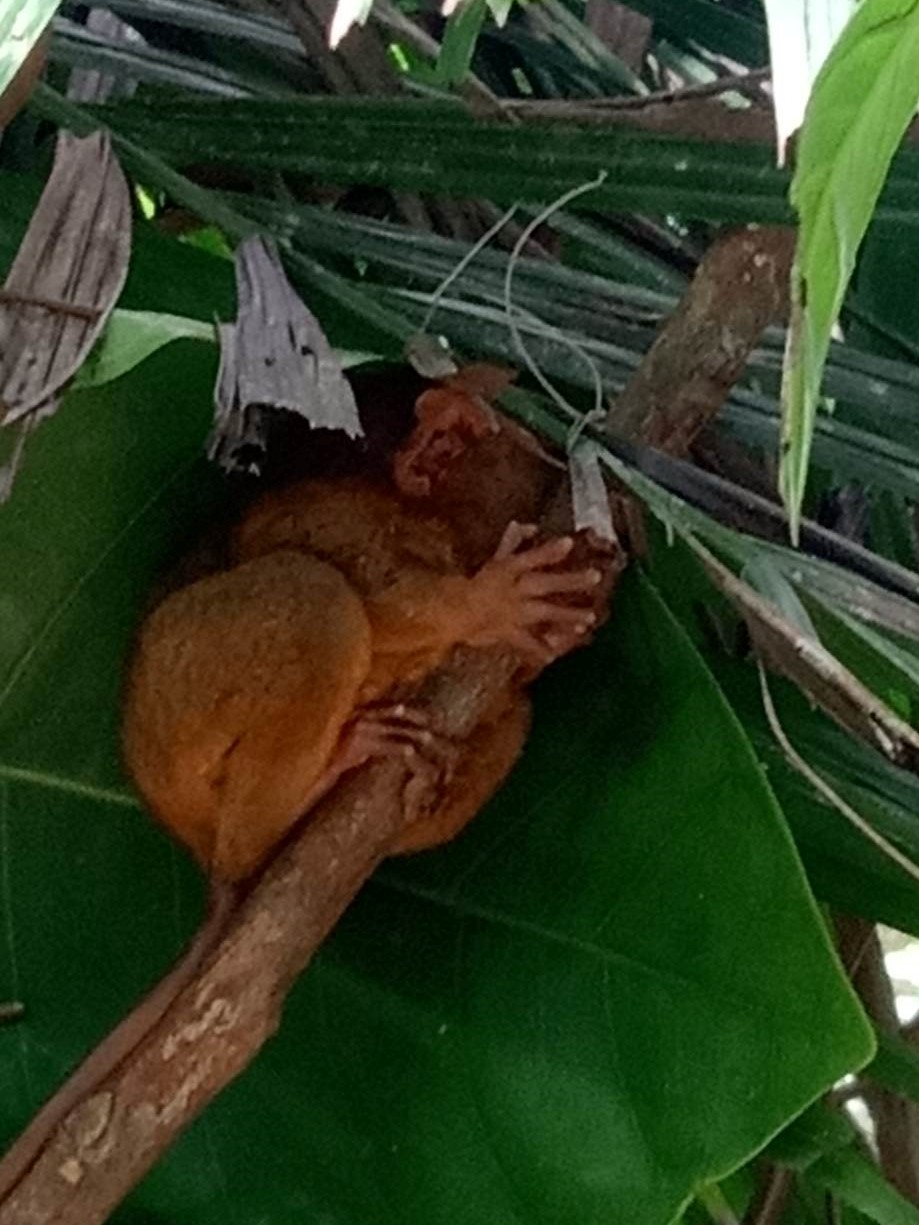 tarsier.jpg.b47ab398746cb04dc8e95df776d1d9ed.jpg