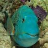 parrotfish